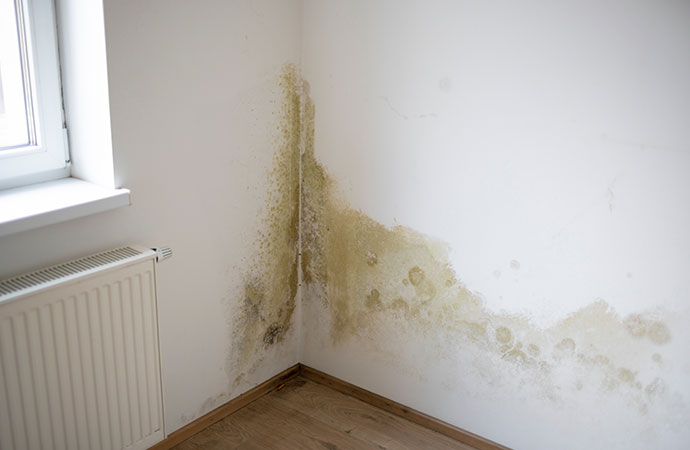 Mold Remediation Services in Coeur d’Alene
